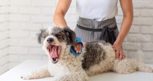 toiletteur canin