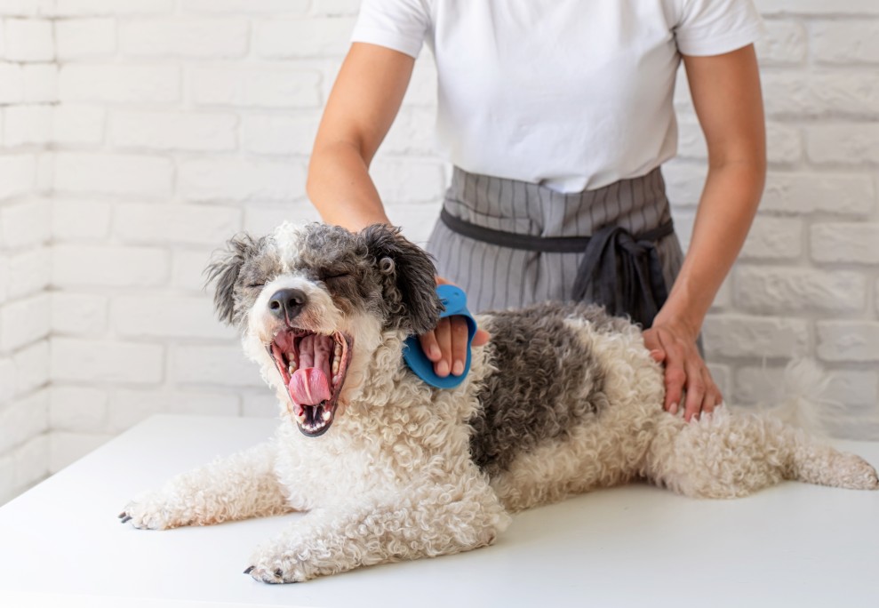 toiletteur canin